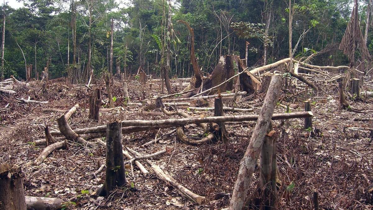 Deforestación en Colombia. Fuente: (Twitter)