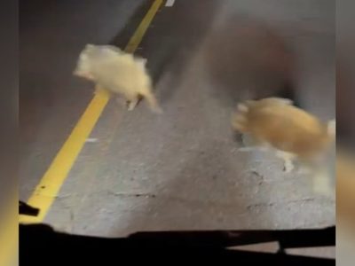 Preocupación en Loncopué y Las Lajas por la presencia de jabalíes salvajes en las rutas