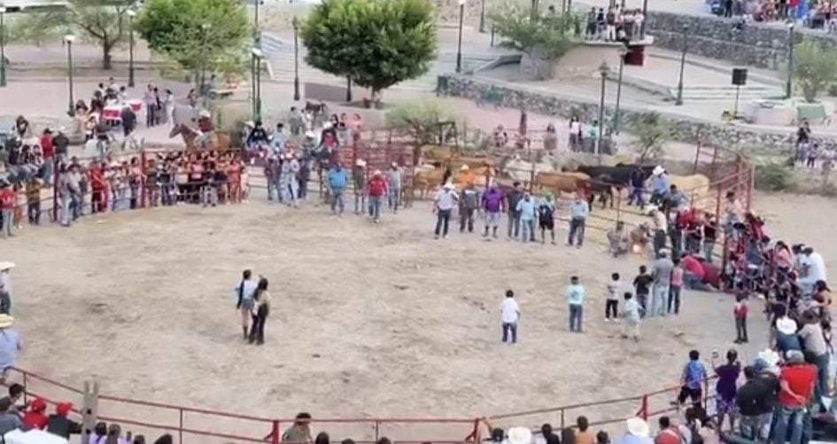Torturan a dos gatos en fiestas patronales de Xichú, Guanajuato