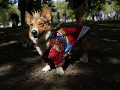 Realizan desfile de corgis en recuerdo de la reina Isabel II