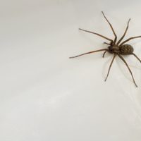 Con pocos ingredientes, la mezcla infalible para alejar a las arañas de tu casa sin hacerles daño