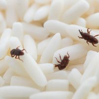 La forma más efectiva para eliminar los gorgojos de tu cocina sin usar químicos y gastar una fortuna