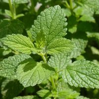 La valiosa planta que es muy común y es uno de los remedios más eficaces para combatir el insomnio