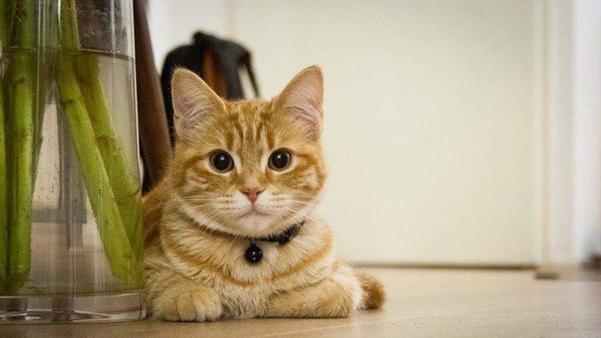 Gato. Fuente: (X)