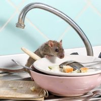 Increíble pero cierto: la fórmula mágica para ahuyentar a las ratas de tu casa usando solo 3 ingredientes