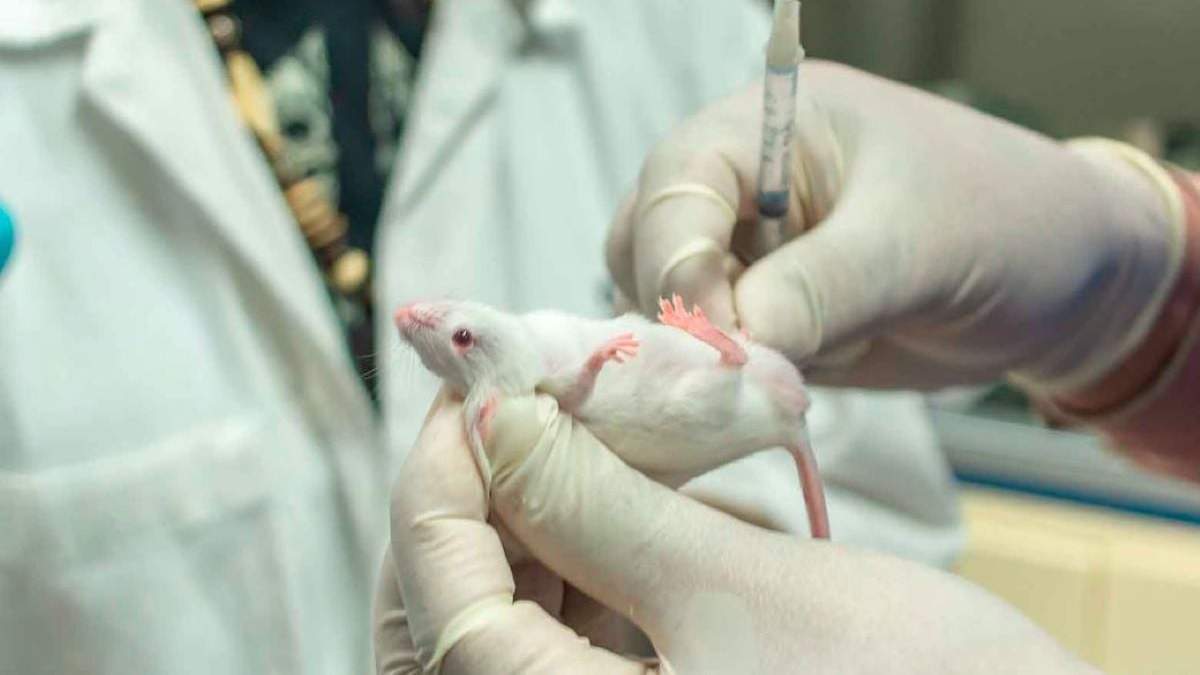 Ratones. Esperanza de vida