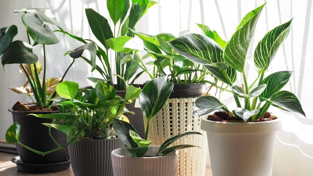 Plantas. Fuente: (X)