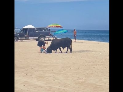 Un toro embiste a una mujer en una playa de Los Cabos (Video)