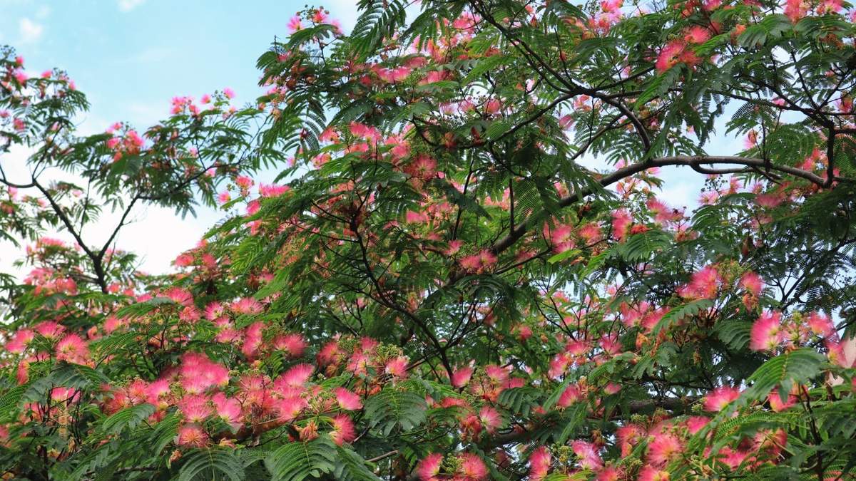 Plantas. Fuente: (Instagram)