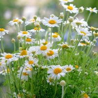 La planta de hermosas flores que podés cultivar en maceta y que calma la ansiedad y el estrés