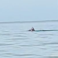Captan en video el ataque mortal de un cocodrilo a un turista extranjero en playa de Zihuatanejo
