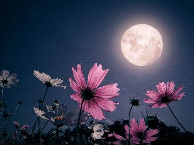 Energía lunar en su punto máximo: estos signos del zodíaco vivirán emociones intensas con la Luna llena de Flores