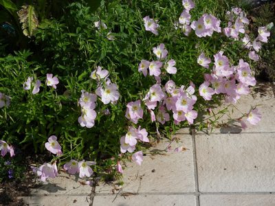 La planta que regala hermosas flores en suelos pobres, resiste a la sequía, pero no a las hormigas