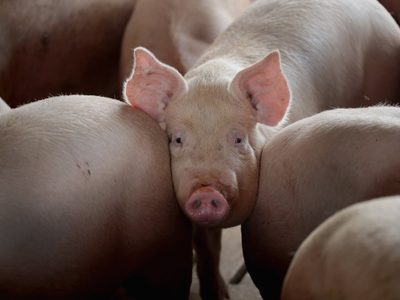 Pudieron trasplantar dos riñones de cerdo modificados genéticamente a un hombre en Estados Unidos