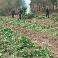 La PF destruye 24 toneladas de mariguana y más de 75 mil plantas de amapola en Álamos, Sonora