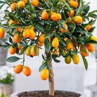 El árbol que más rápido da frutas, es a prueba de principiantes y puede sobrevivir en maceta
