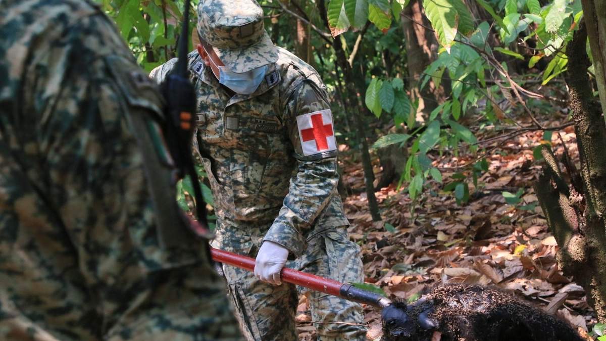 Un soldado retira el cuerpo de un mono aullador en Tecolutilla, México