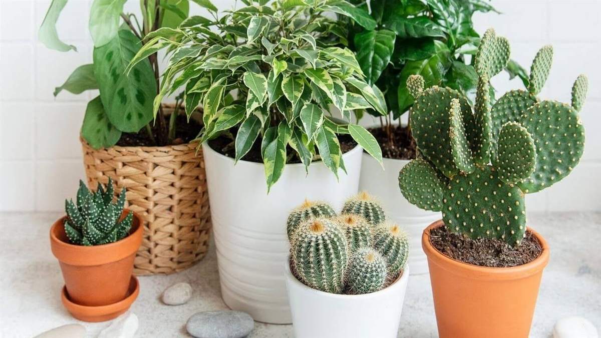 Plantas. Fuente: (Instagram)