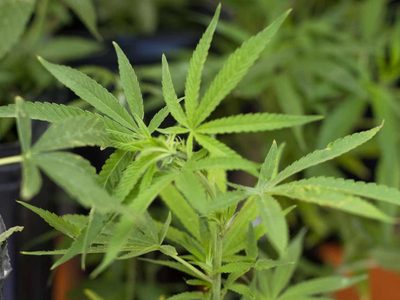 Es oficial: el Gobierno dará de baja miles de permisos del REPROCANN