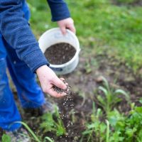 Estos abonos caseros que estás usando en tus plantas podrían matarlas si cometes estos errores