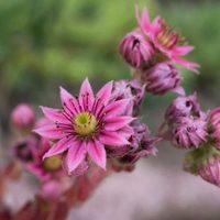 Cuáles son las mejores suculentas con flores para tener en el hogar