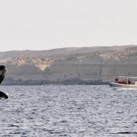 El emocionante video de dos kayakistas sorprendidos por una ballena en Chubut