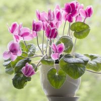 La planta conocida como la reina del invierno que comienza a mostrar su belleza en otoño