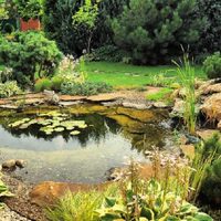 4 hermosas plantas que sirven para tener en un estanque de agua y darle vida a tu jardín
