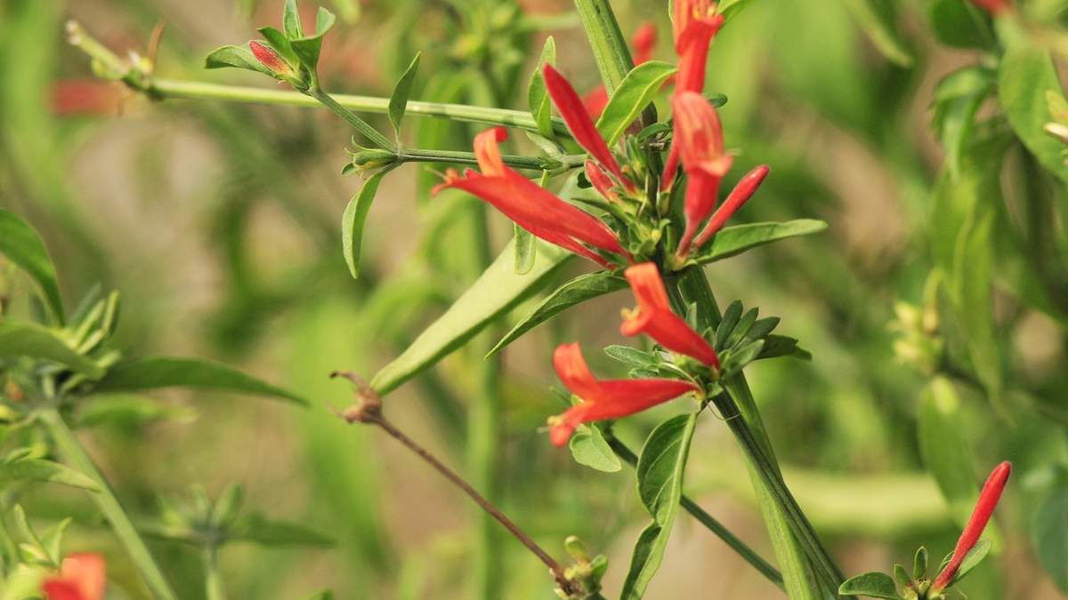 Planta nativa. Fuente: (Instagram)