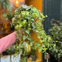 La planta que vive hasta mil años y que puede resistir meses sin ser regada