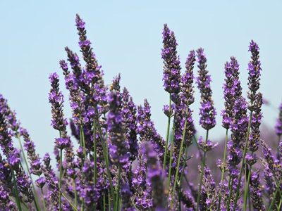 Sin gastar un peso: el secreto para que tu planta de Lavanda crezca hermosa y sin parar todos los años