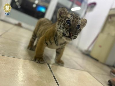 Detienen a sujeto que llevaba un cachorro de tigre en la Gustavo A. Madero