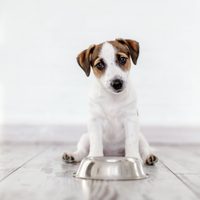 5 alimentos que pueden ser fatales para tu perro y seguro alguna vez le diste