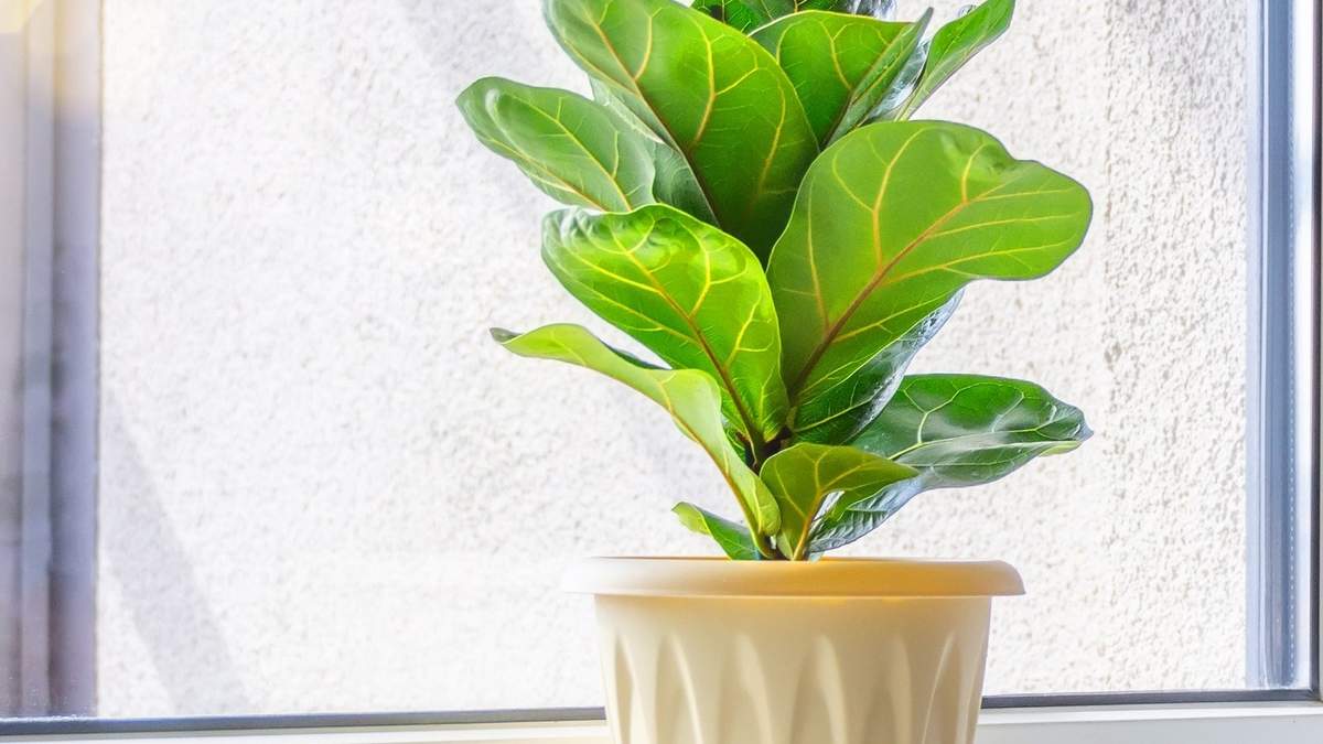 Plantas. Fuente: (Instagram)