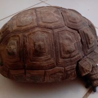 Piden no llevar tortugas terrestres a los hogares