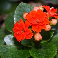 Las plantas que solo piden un poco de sol y agua, se mantienen hermosas todo el año y sobreviven en macetas