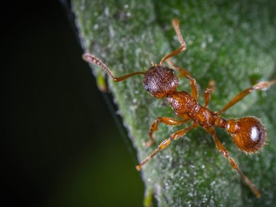 Las enseñanzas de las hormigas