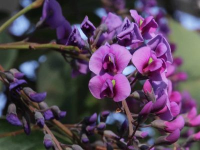 La planta de rápido crecimiento y bellísimas flores, ideal para cubrir muros y paredes y protegerte de la mirada de intrusos