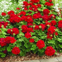 Lo que callan los jardineros: el secreto para reproducir tu planta de Geranio, fácil y gratis