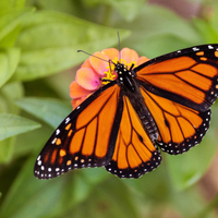 La planta con muchas flores que logrará que tu jardín se llene de mariposas esta primavera