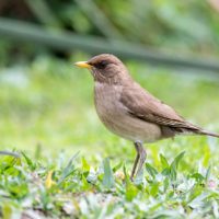 Curiosidades del Zorzal Chalchalero: el pájaro vanidoso que enamora con su canto