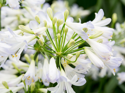 Agapanthus firewors: la especie que seguro no conocías y que tiene unas flores hermosas y originales