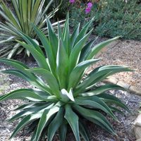 Las plantas favoritas de los jardineros que necesitan pocos cuidados y son perfectas para lugares de sol pleno