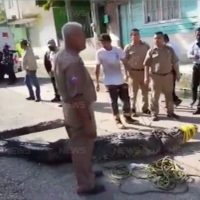 Un cocodrilo mata a hombre que se metió a nadar en la laguna Carpintero en Tampico