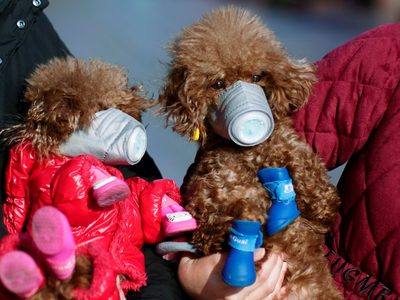 Los perros y gatos pueden ser contagiados de coronavirus por las personas