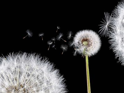 Los beneficios del Diente de León, la planta que todos quieren en su casa en época del dengue