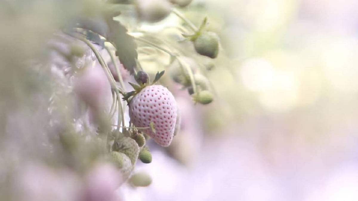 Frutilla. Fuente: (@aflaniotomikawa)