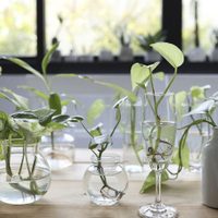Las plantas "todoterreno" ideales para principiantes y que crecen muy fácil en agua