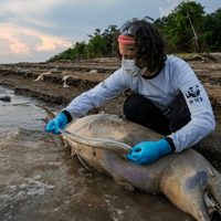 Hallan muertos 110 delfines de río en la Amazonía posiblemente por la ola de calor