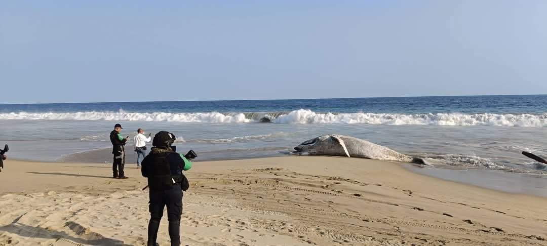 Cría de ballena jorobada muere en costas de Guerrero tras quedar atrapada en redes de pesca